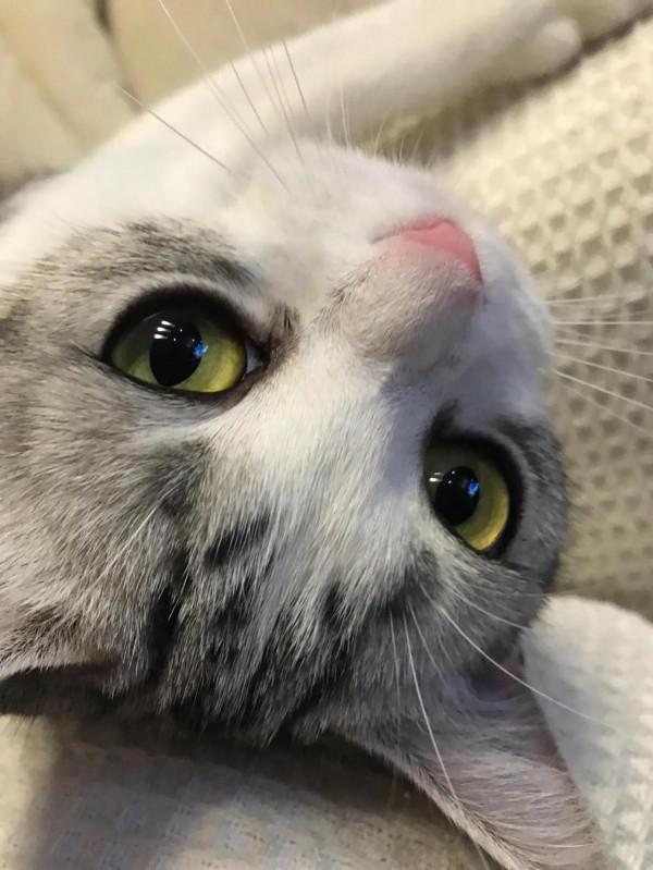 親愛的玎璫璫呀,你在喵星還好嗎? 親愛的玎璫璫呀,你在喵星還好嗎?