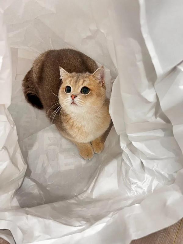 粉絲向全世界安利白鹿