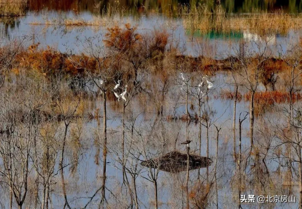 三隻黑天鵝暢遊永定河，多種珍稀鳥類齊聚房山這條生態廊道！