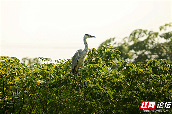 綠水青山鳥先覺，湖南這個地方已成為鳥類的天堂