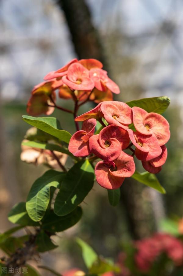 四季開花植物有哪些?這四種家庭盆栽滿足你的要求 四季開花植物有哪些?這四種家庭盆栽滿足你的要求