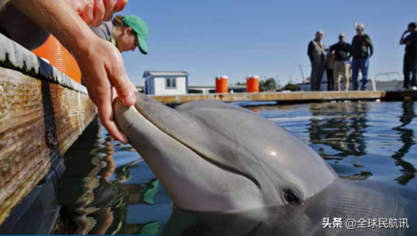 美國近四分之一的核武器，竟依靠軍事化的海豚保護