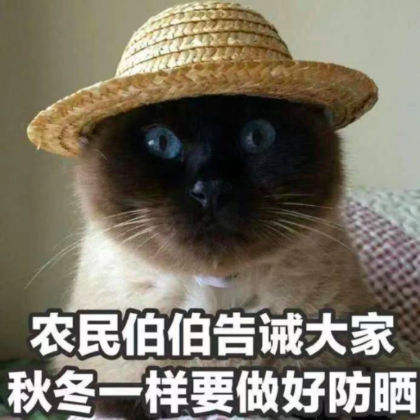 養暹羅就像在拆盲盒，拆著拆著…意外就發生了