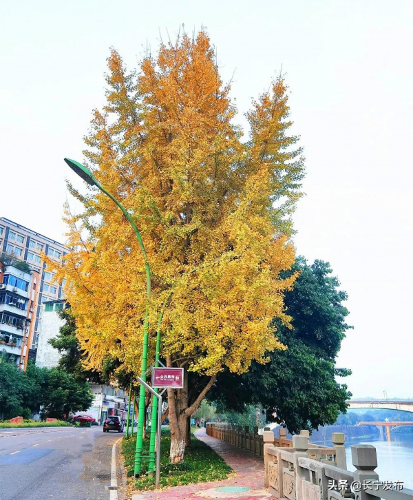 長寧城區銀杏盛開美如畫