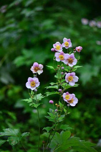 《百花集》(二百三十) 《百花集》(二百三十)
