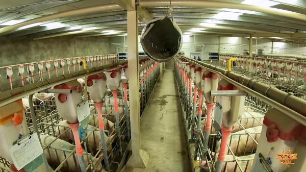 90後小夥投資8000萬養豬