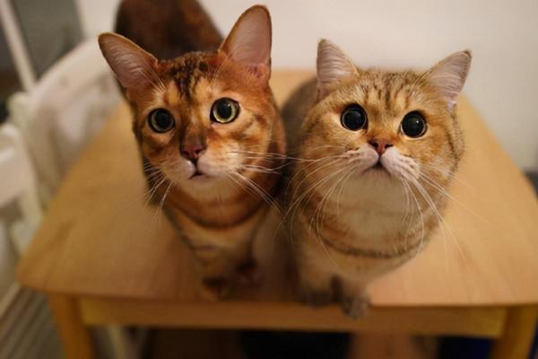 為什麼養公貓的人比養母貓的人多？說實話，公貓更好養