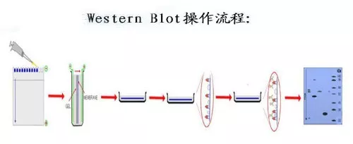 當磷酸化遇到 western blot，老司機教你這樣操作&period;&period;&period;