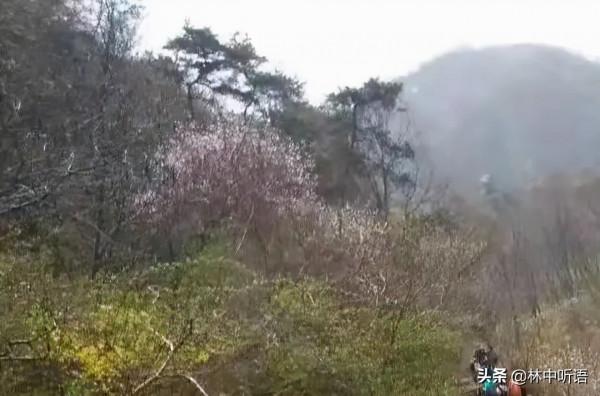 大峽谷，黑龍潭，那漫山遍野的紅，還有那“猴大王”的“打劫”