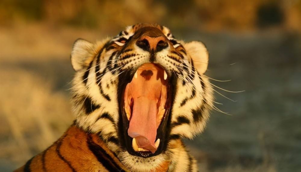 已經野外滅絕的華南虎在非洲野化成功了,為何還不接回來? 已經野外滅絕的華南虎在非洲野化成功了,為何還不接回來?