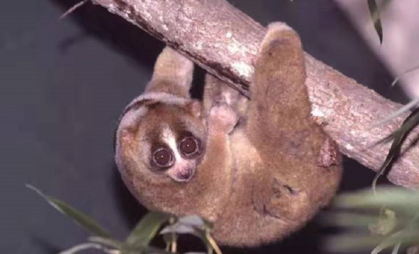 這猴子可愛的外表下，竟是一口毒牙，還會模仿眼鏡蛇...