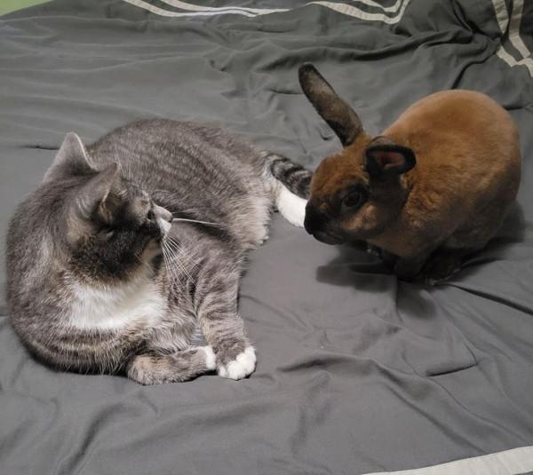 動物之間的友誼,本該共度一生 動物之間的友誼,本該共度一生