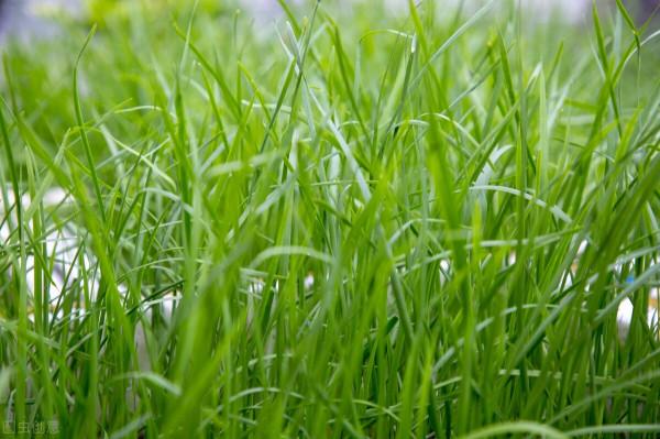 農村五種不生蟲“懶人蔬菜”，簡單易種，種一茬連續吃幾年多好