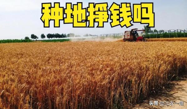 承包500畝地種玉米和小麥，一年兩季能收入幾十萬？比打工強嗎？