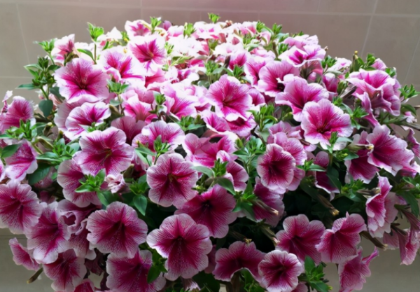 園藝小白入門,甭錯過這些施肥問題 園藝小白入門,甭錯過這些施肥問題