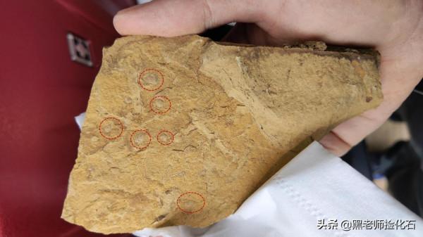 「化石探索」第9期：尋甸化石之旅（三）