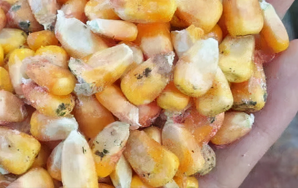 女子收玉米得肺炎?發黴的玉米多可怕?養羊的更要看 女子收玉米得肺炎?發黴的玉米多可怕?養羊的更要看