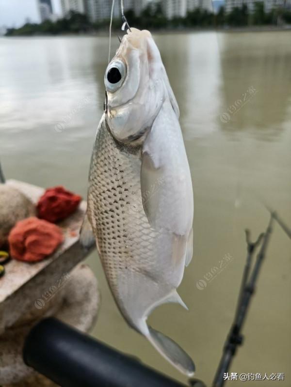 歷經一番驚險刺激的操作，小鉤成功博大魚一條……