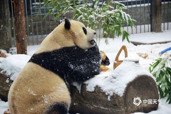 北京動物園大熊貓雪中嬉戲 現實版“冰墩墩”萌翻了 北京動物園大熊貓雪中嬉戲 現實版“冰墩墩”萌翻了