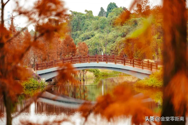 金堂“光霧山”!私藏在這處公園裡的冬日幻境 金堂“光霧山”!私藏在這處公園裡的冬日幻境