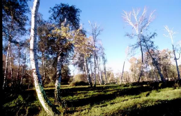 天賜之地——和布克賽爾