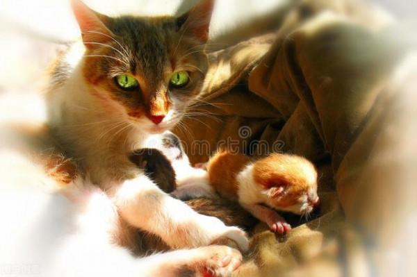 《平行貓間一一我養過的那些貓咪的故事》(三)