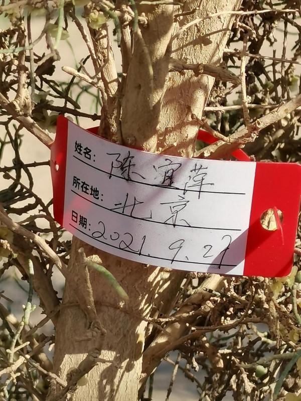 怪樹林,沙漠中聳立的倔強 怪樹林,沙漠中聳立的倔強