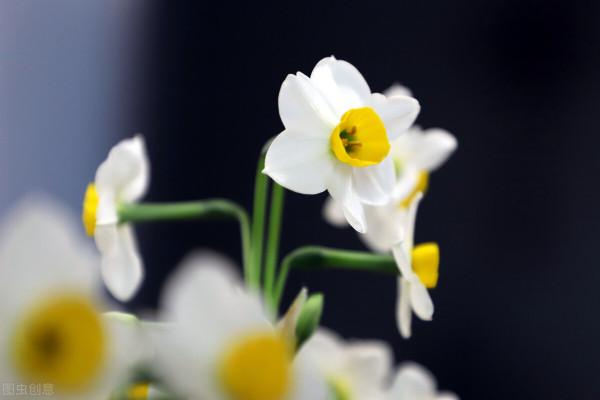 寓意超好的6種花，現在種下，過年就能有花賞