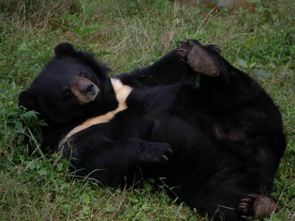 哀牢山動物收容所的“熊大”