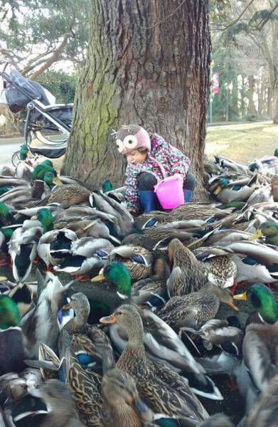 88個難得一見的照片，大象岩石，被章魚攻擊的海豚，飛行員眼鏡