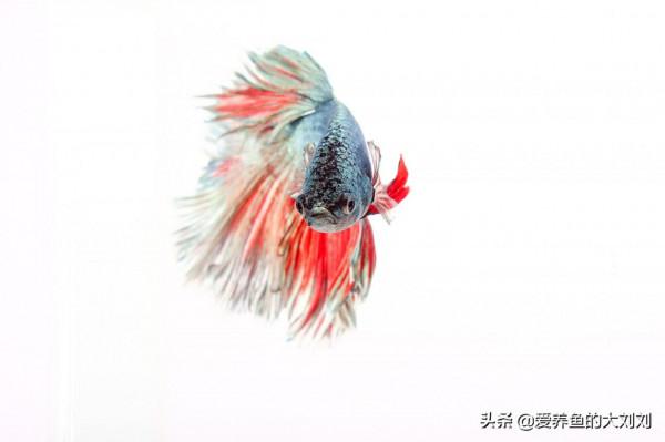 泰國鬥魚可以活多久？如何延長鬥魚的壽命？