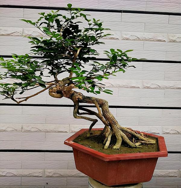 5種樹能當香水瓶，適合擺在客廳，外形優雅上檔次，還能淨化汙氣