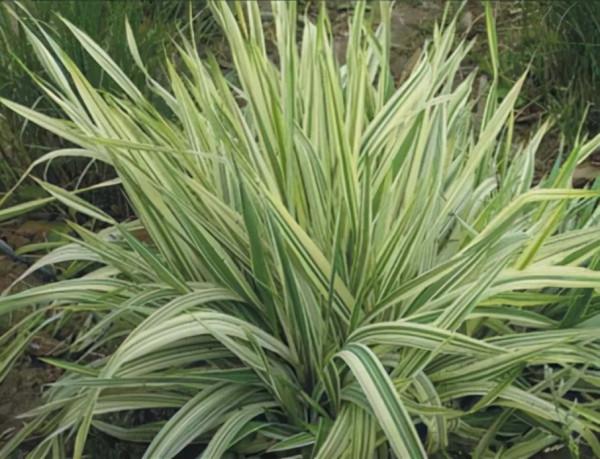 花卉養植：宿根花卉（多年生花卉）