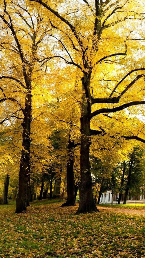 打卡第七十五天 清水辟穀減肥第六十八天