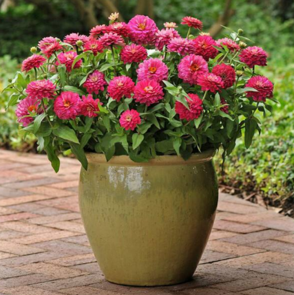 適合養在朝東窗臺上的3種開花植物,葉子旺盛,開花靚麗 適合養在朝東窗臺上的3種開花植物,葉子旺盛,開花靚麗