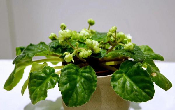 非洲紫羅蘭～永恆的愛