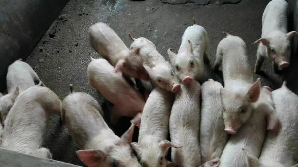 仔豬咳嗽喘氣用什麼藥？豬咳嗽氣喘怎麼辦？有什麼特效藥？