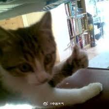 小貓咪說你新的一週幹啥一定都能行！衝鴨