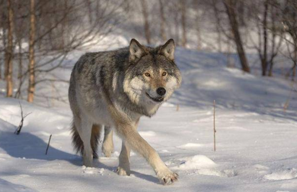 狼狽中的狽,究竟是種什麼動物?為什麼從來沒有見到過? 狼狽中的狽,究竟是種什麼動物?為什麼從來沒有見到過?