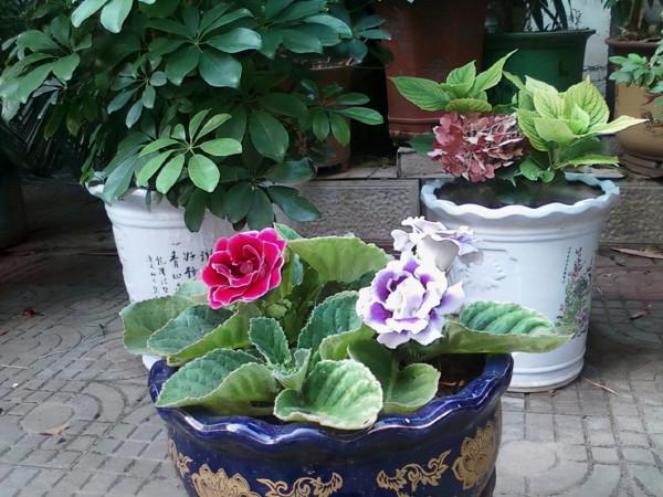 這6種花超耐陰,但凡有一丁點散射光,迅速爆滿一屋子,美死了 這6種花超耐陰,但凡有一丁點散射光,迅速爆滿一屋子,美死了