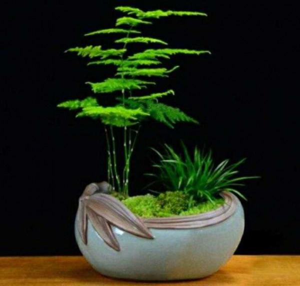 家中養5種竹子，吉祥平安旺氣生