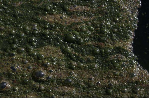 幾十年前，火爆農村的沼氣池，為何逐漸消失了？