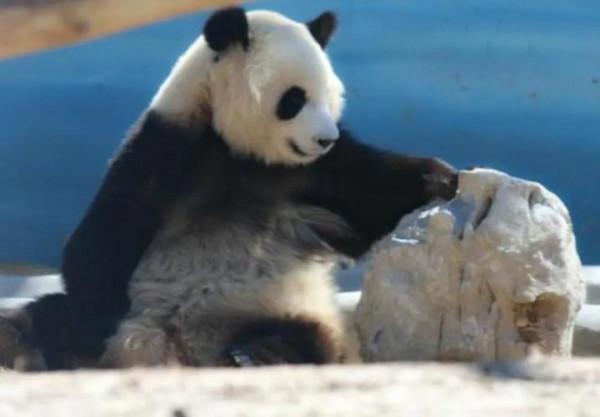 圖片分享—呆萌可愛大熊貓