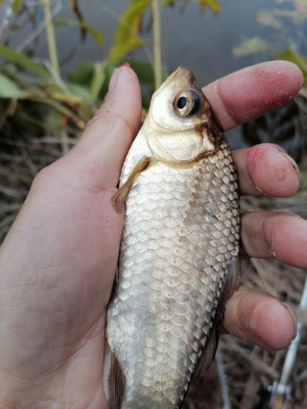 村裡小草塘也能爆桶？一起來看看