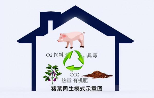 小夥建“高大上”五位一體全能大棚，種菜養豬零排放，猜掙多少錢