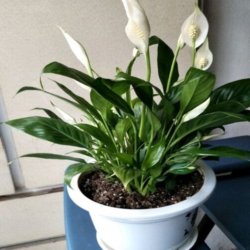 7種“吉利花”，客廳養最適合，常年不見光，也能花不斷