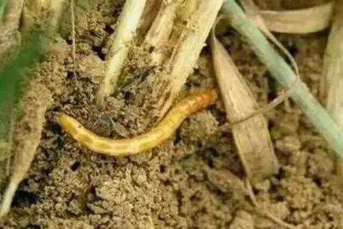 中國常見動植物(動物篇五)