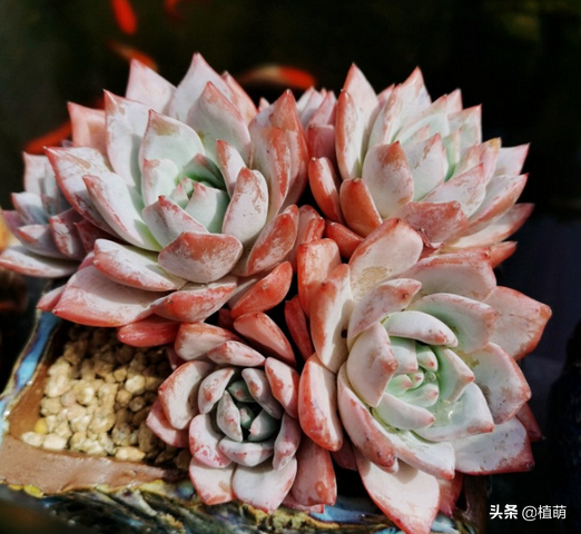 養藍鳥就要露養，透過對比，長期在室外粗放的藍鳥狀態更好