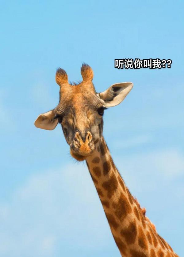 為什麼長頸鹿的脖子那麼長? 為什麼長頸鹿的脖子那麼長?