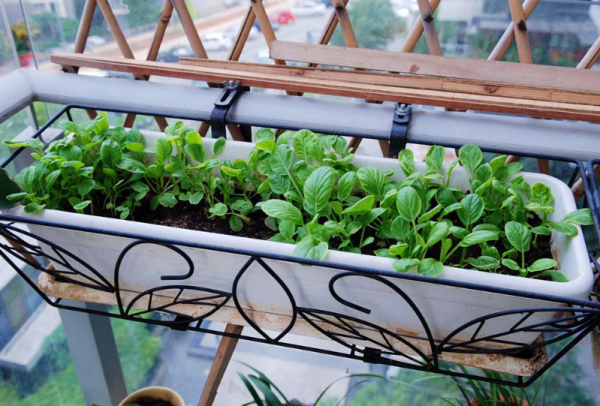 在陽臺種9種蔬菜，長得快，產量高，吃完一茬很快又長一茬